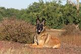 MALINOIS 027